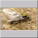 Lasius cf niger - Schwarzgraue Wegameise 01 10mm - Koenigin noch mit Fluegel.jpg